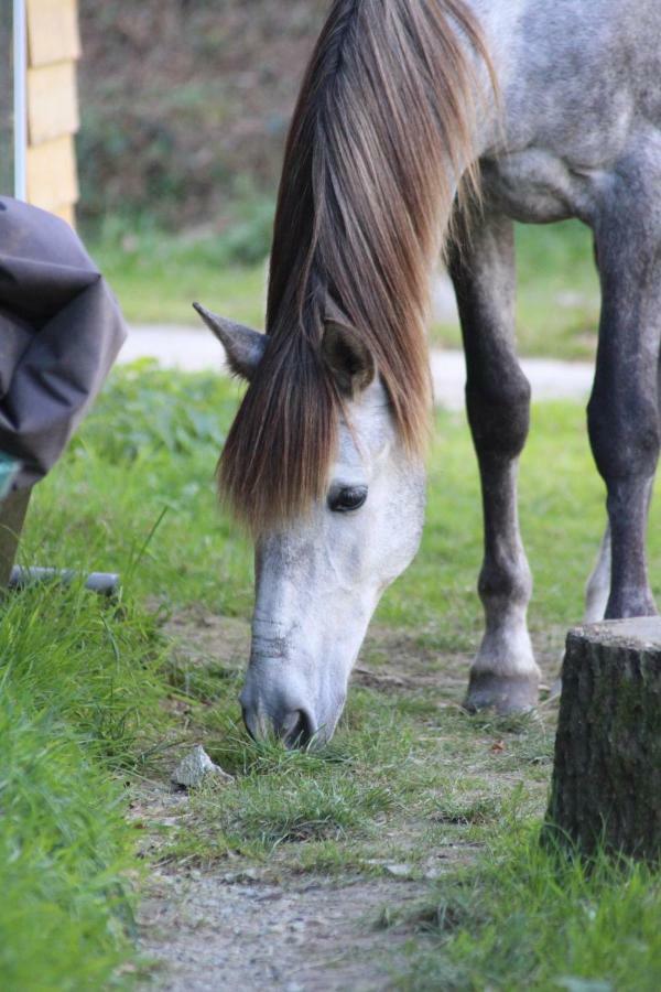 Une Roulotte Et Des Chevaux Treffléan Buitenkant foto